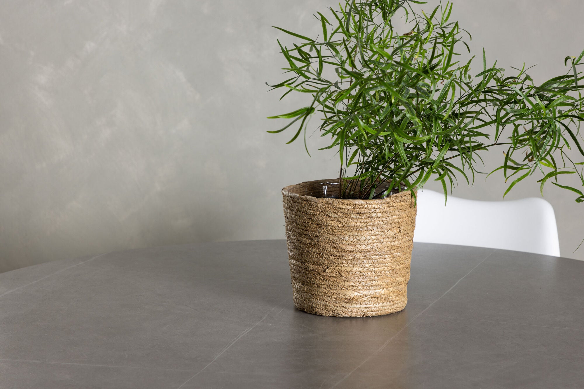 Venture Home Piazza spisebord - Natural / Dark Grey Spraystone +Zeno Spisebordsstol - Nature woodlook / White PP _4