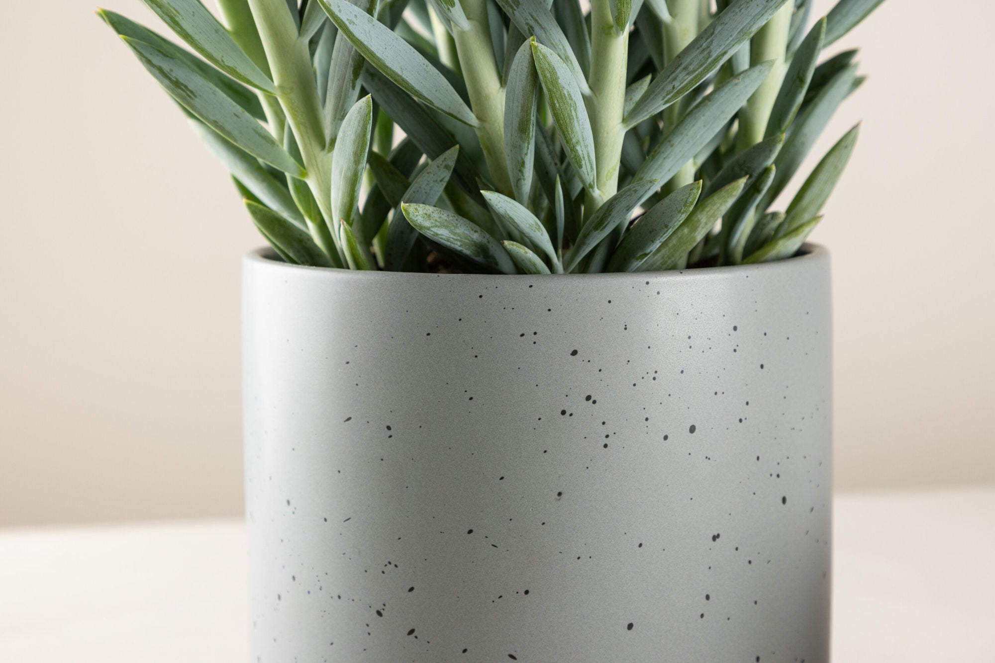 Venture Home Sane Pot - Dark Grey/Black Dots - 18*18*17cm
